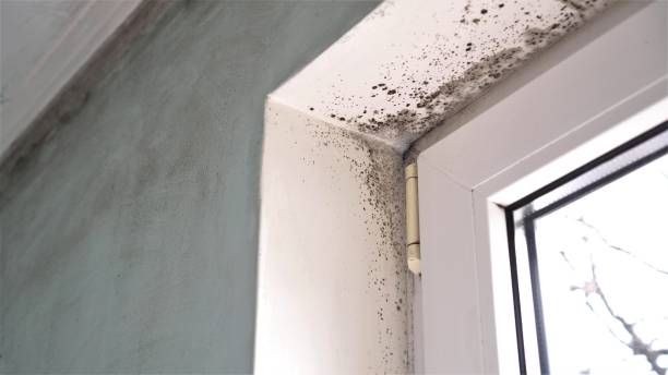 Professional Mold Inspection, Removal & Remediation in Mount Vernon, KY