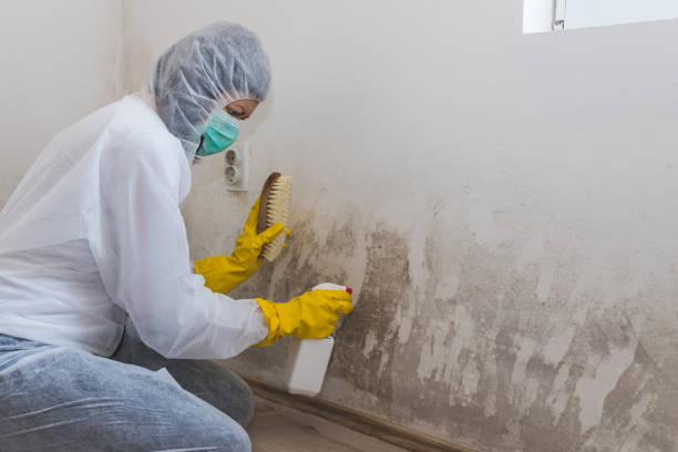 Best Biohazard Mold Removal  in Mount Vernon, KY