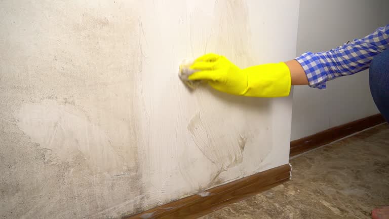 Best Mold Damage Restoration  in Mount Vernon, KY